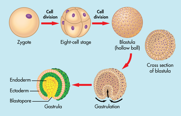 Gastrulation
