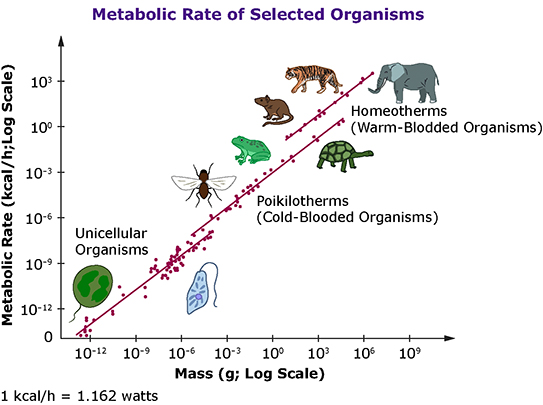 Burning Those Calories