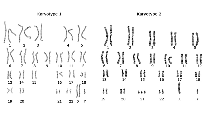 Karyotypes