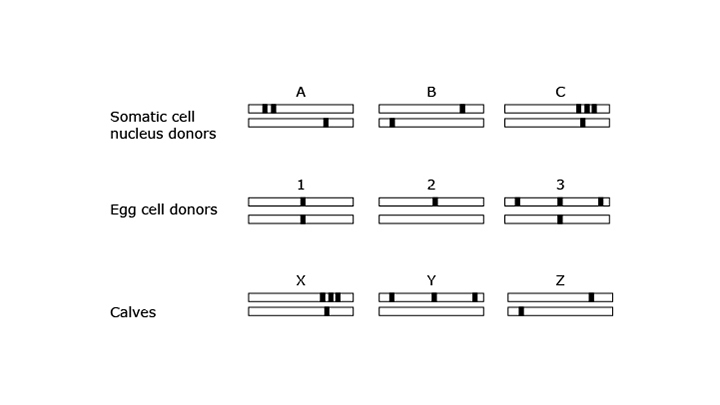 Reproductive Technologies