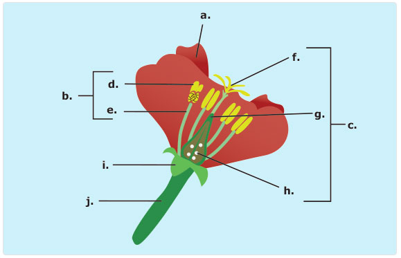 Parts of a Flower