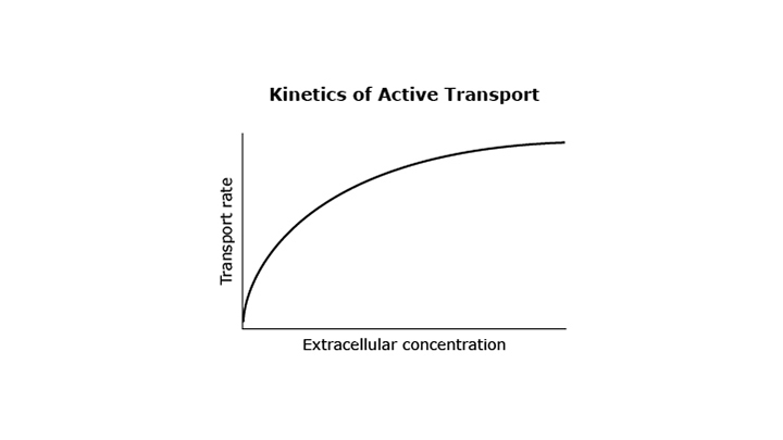 Kinetics of Active Transport