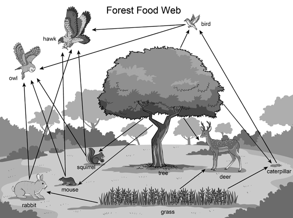 Forest Food Web